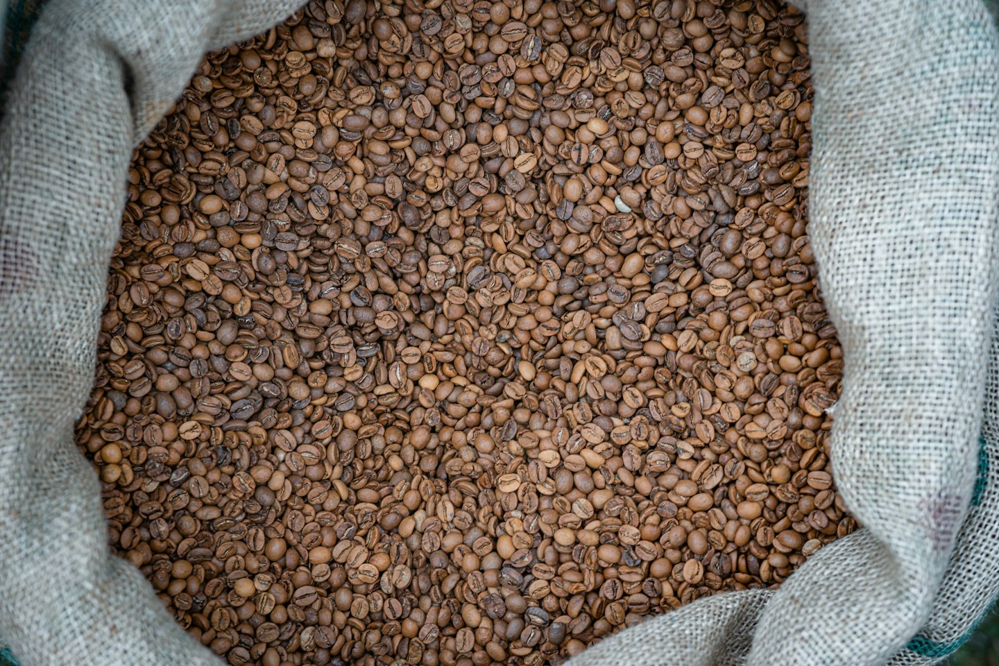 Caffè tostato in grani ammucchiato dentro un sacco di juta.